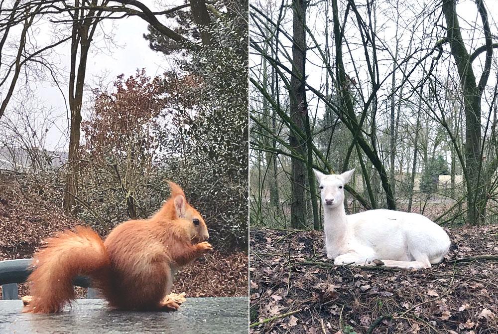 Eekhoorntje in Center Parcs Het Meerdal