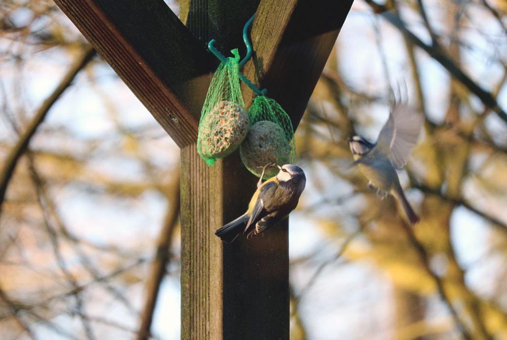 Vogels op het park, Landal Miggelenberg