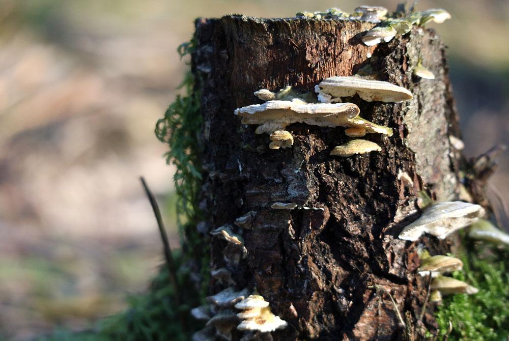 Natuur van de Veluwe, Landal Miggelenberg