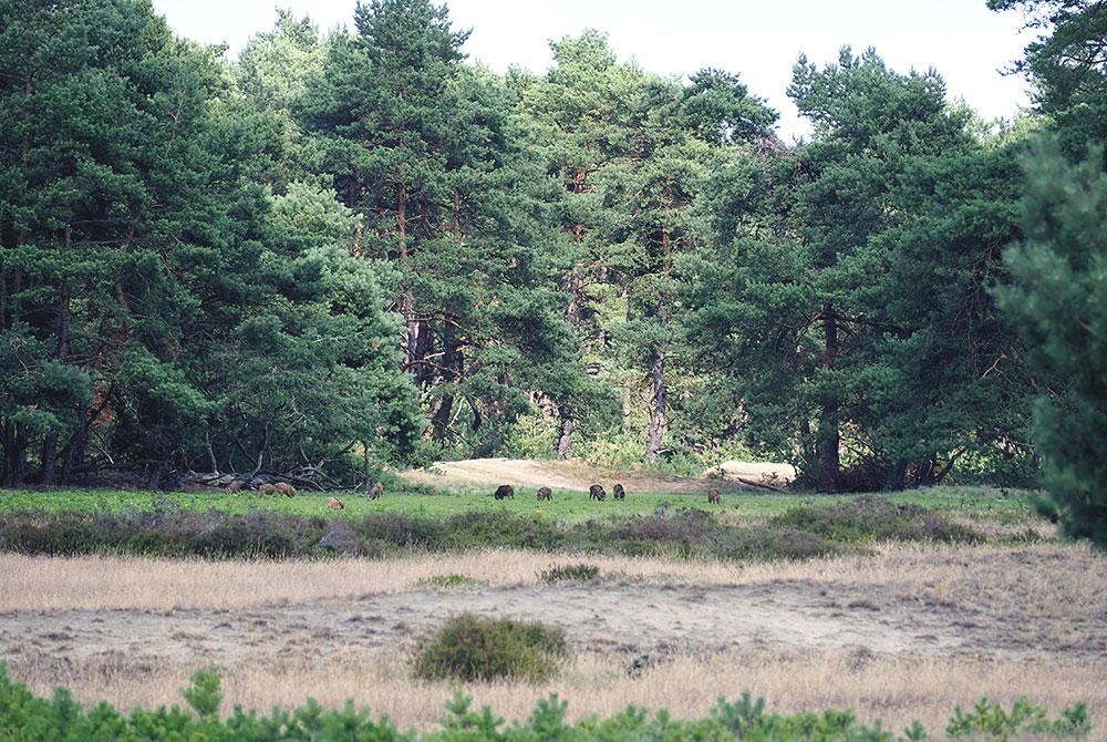 Nationaal Park De Hoge Veluwe, Landgoed Ruwinkel