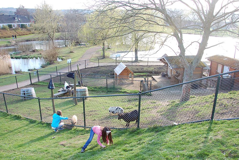 Dierenweide, Landal Hoog Vaals