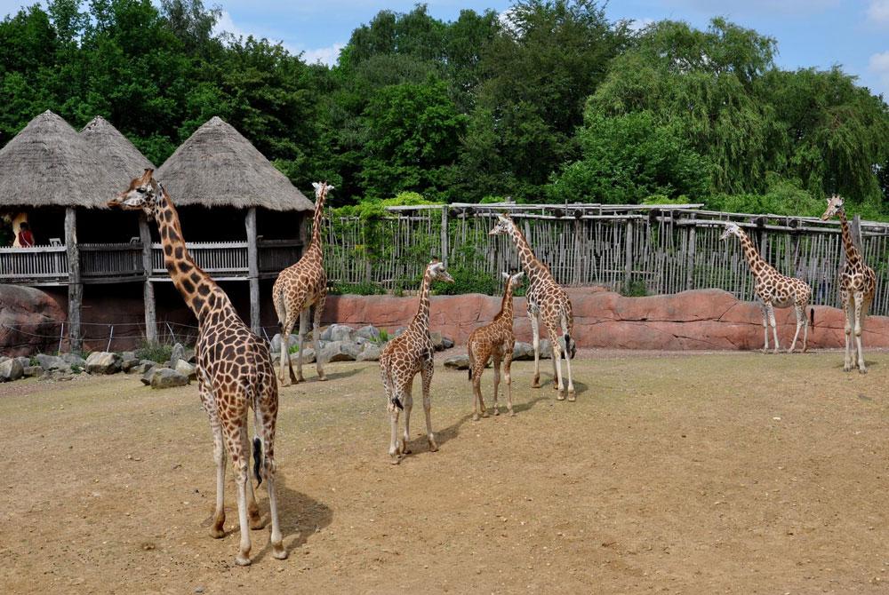 GaiaZOO in Kerkrade, Landal Hoog Vaals