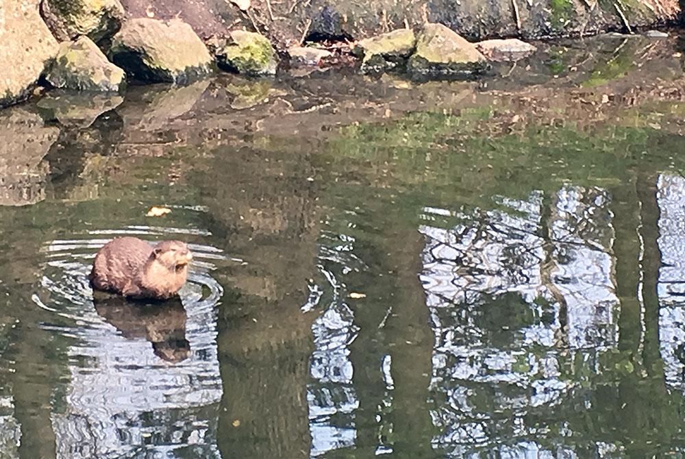 Otter, De Kempervennen