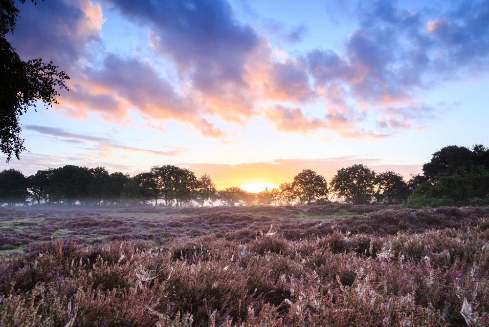 Drentse natuur, Hof van Saksen