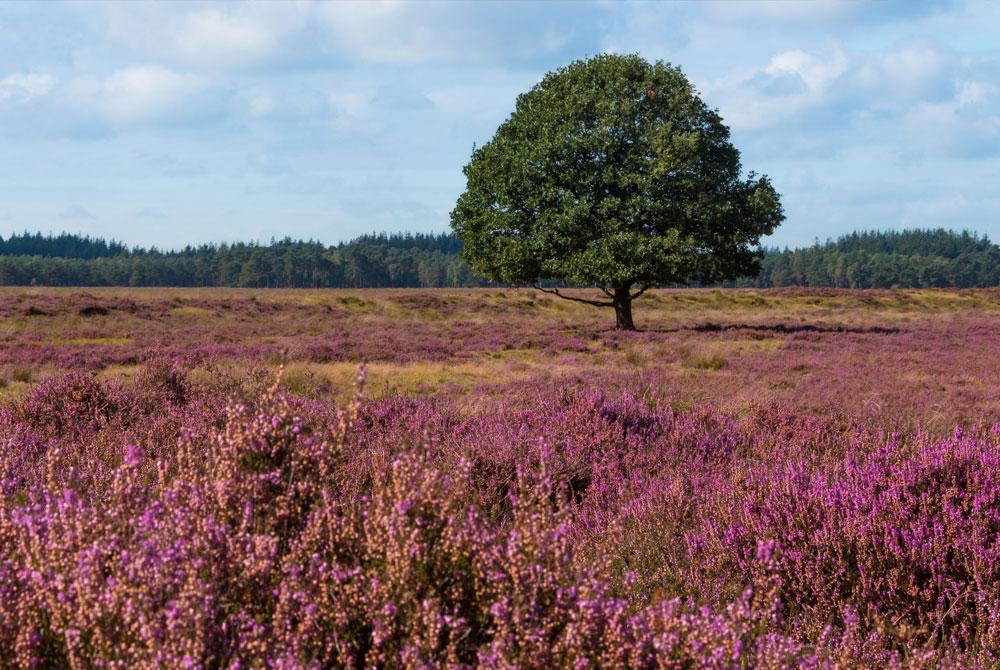 Natuur Drenthe