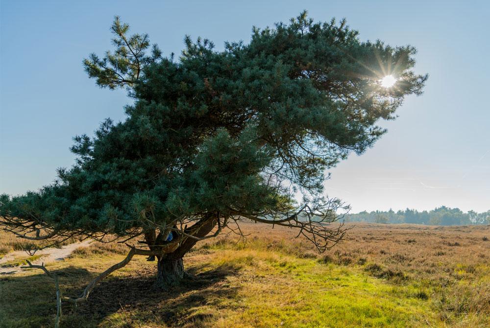 Drenthe natuur
