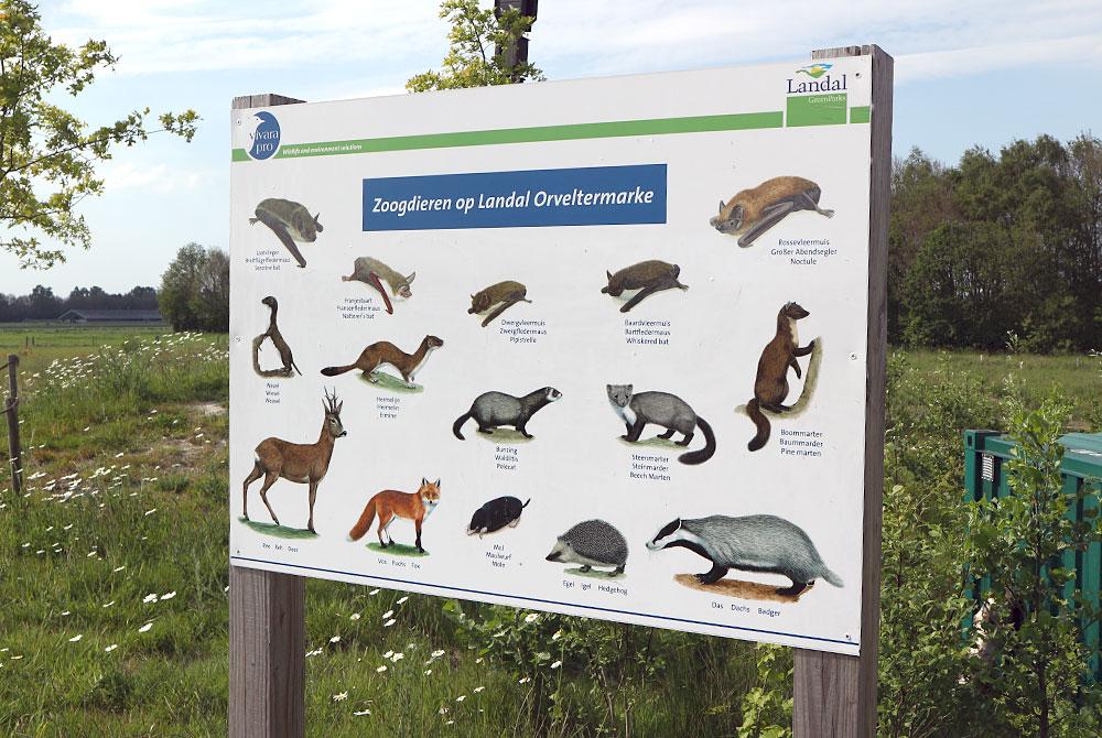 Dieren spotten op het natuurbelevingspad, Landal Orveltermarke
