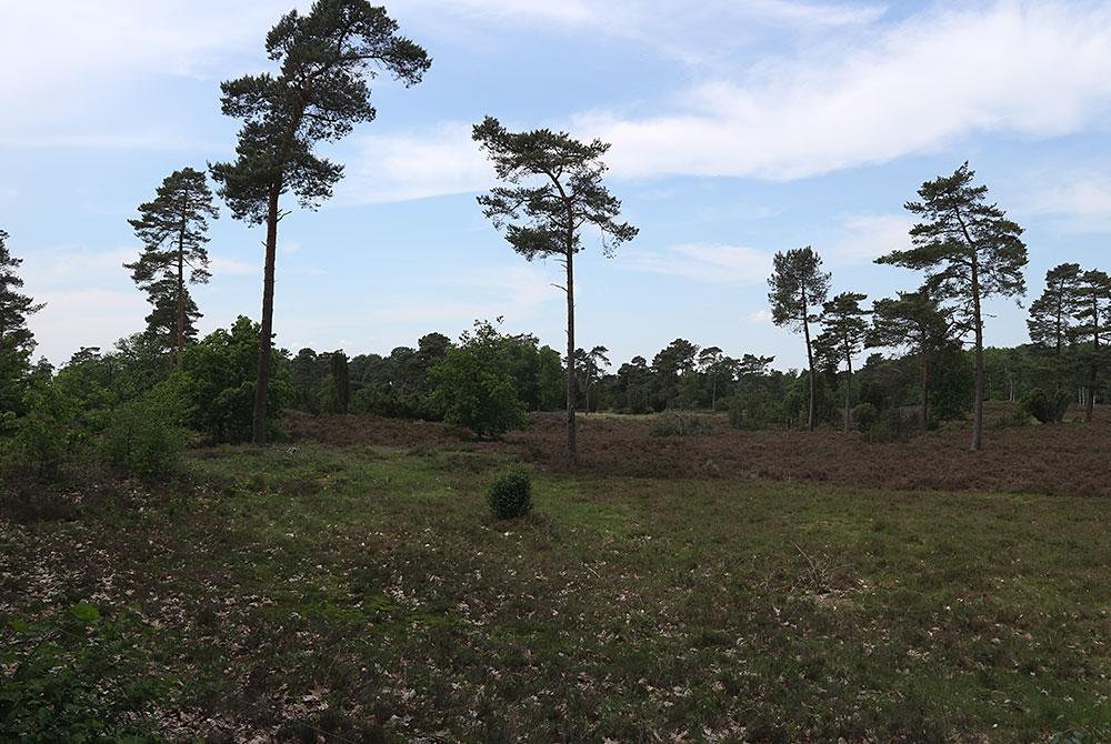 Drentse heide, Landal Orveltermarke