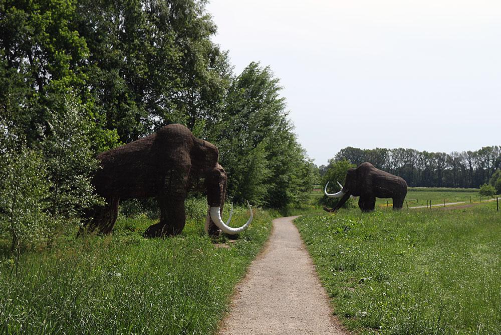 Mammoet in Drenthe