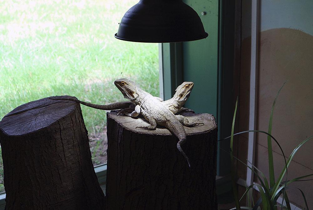 Dieren in Zoo Bizar