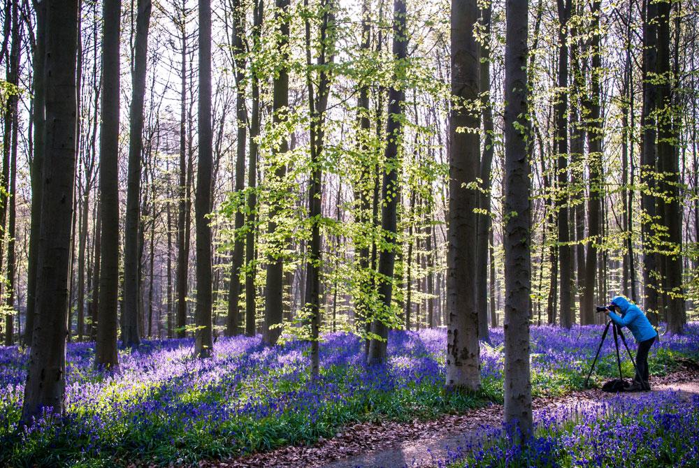 Hallerbos, België