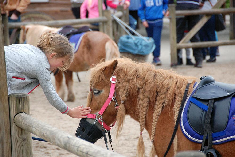 Pony, Landal Het Land van Bartje