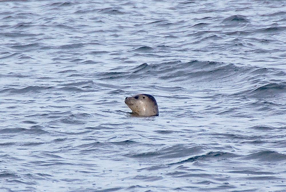 Zeehond in de Waddenzee, Landal Esonstad