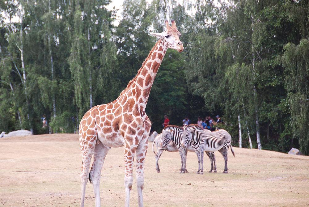 Safaripark Beekse Bergen, Vakantiepark Beekse Bergen