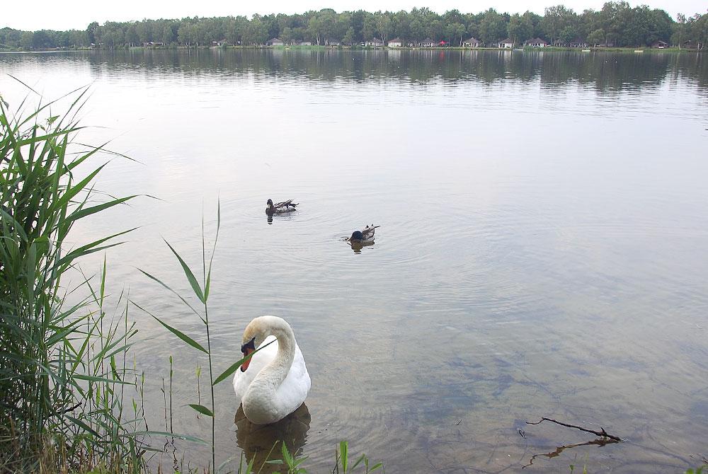 Het Victoriameer van Vakantiepark Beekse Bergen