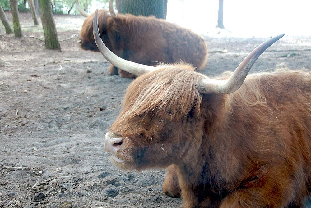 Dieren, Safaripark Beekse Bergen