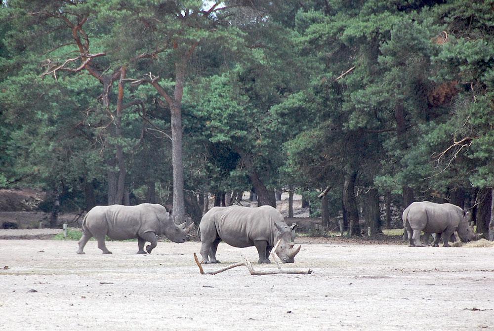 Neushoorns, Safaripark Beekse Bergen