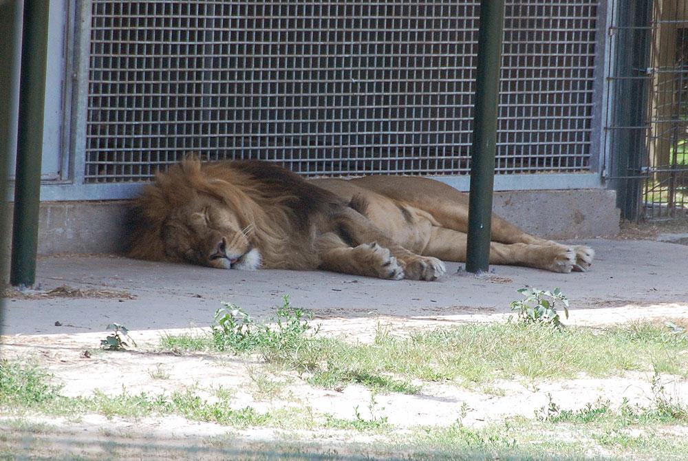 Leeuw, Safaripark Beekse Bergen