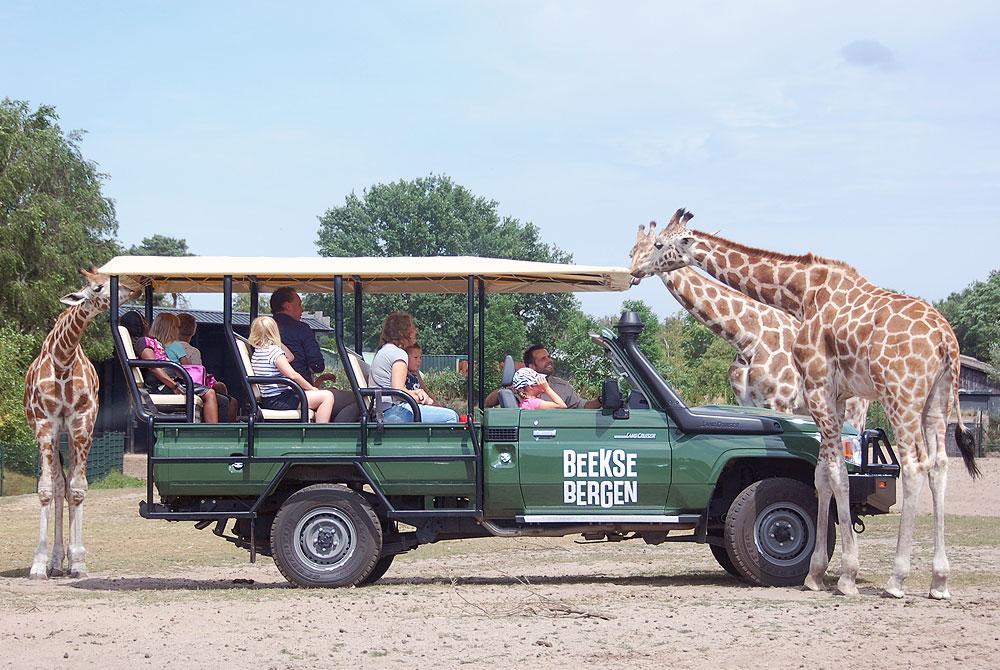 Giraffen, Safaripark Beekse Bergen