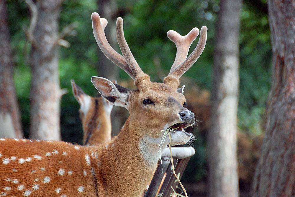 Dieren, Safaripark Beekse Bergen