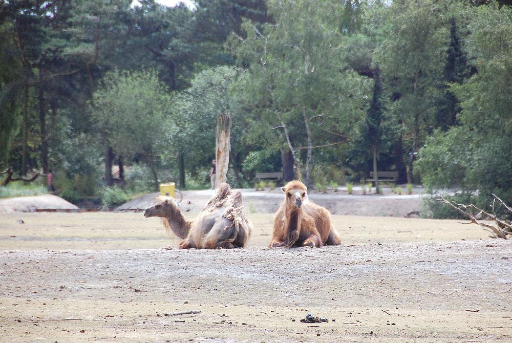 Dromedaris, Safaripark Beekse Bergen