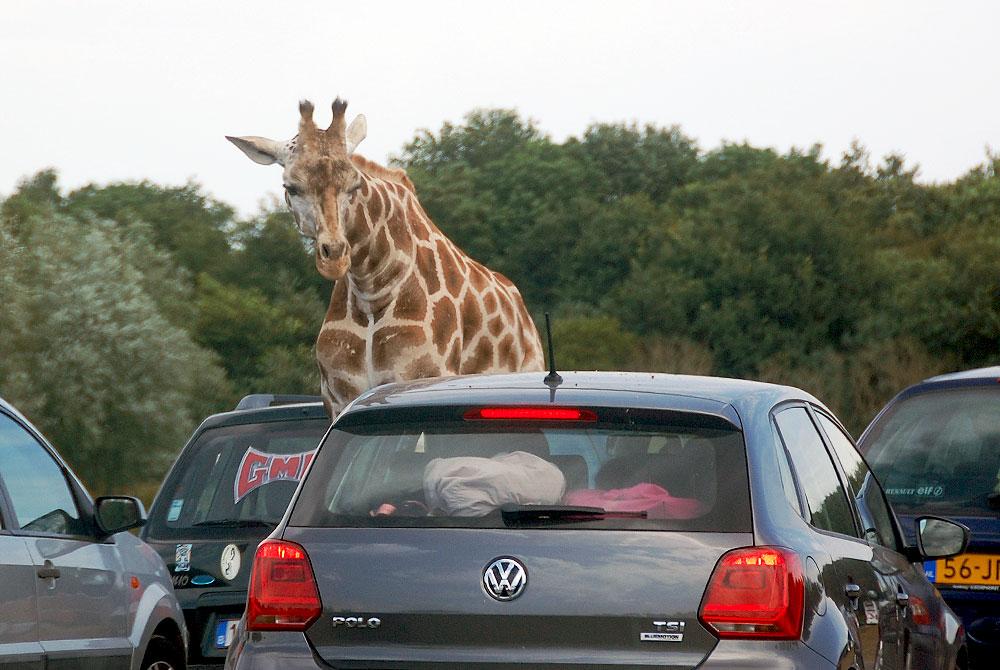 Giraffe, Safaripark Beekse Bergen