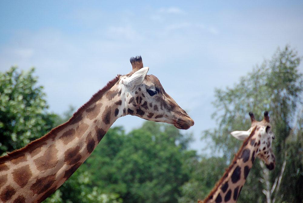 Wildlife, Vakantiepark Beekse Bergen