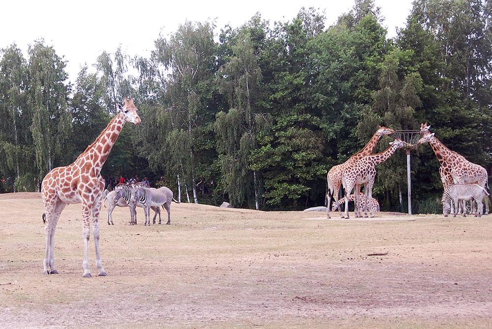 Safaripark bij Vakantiepark Beekse Bergen