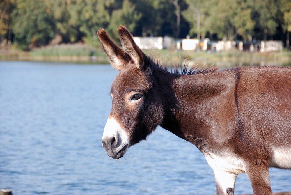 Ezel op Center Parcs De Huttenheugte