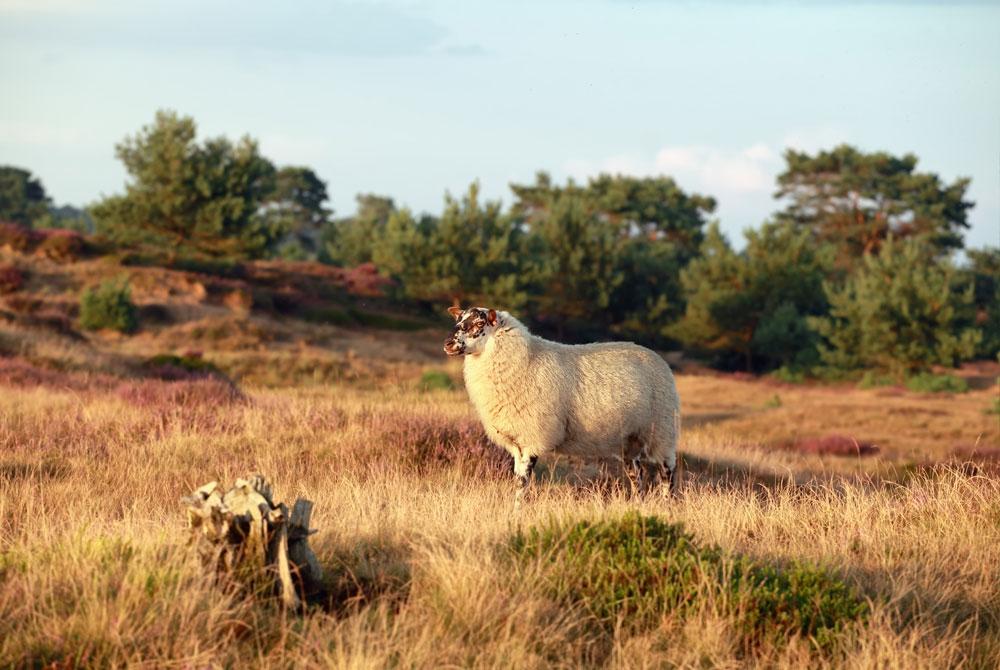 Drenthe, Center Parcs De Huttenheugte