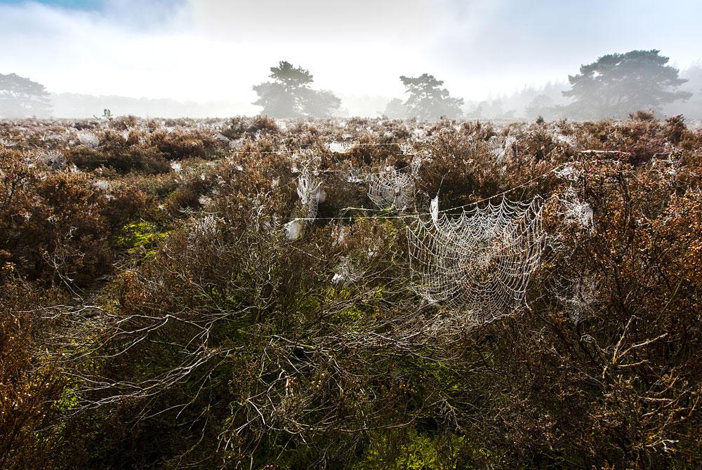 Hondsrug, Drenthe