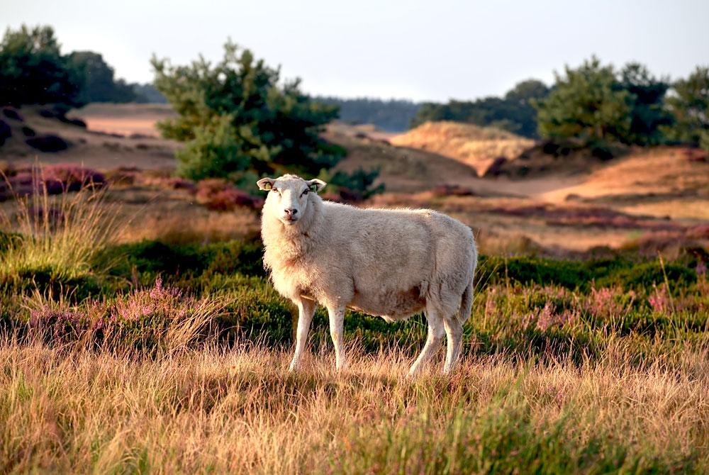 Drents-Friese Wold, Drenthe