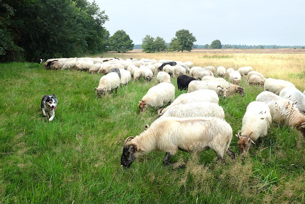 De Hondsrug, Landal Het Land van Bartje