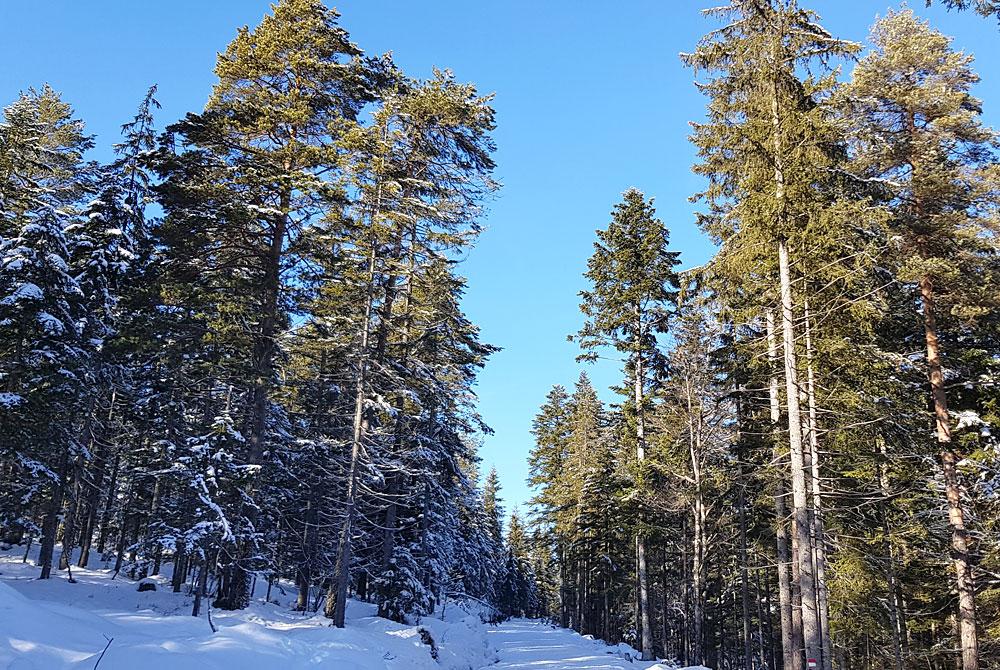 Omgeving, Landal Resort Maria Alm