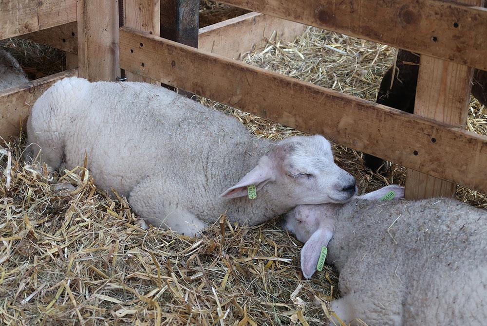 Schapenboerderij Texel, Landal Beach Park