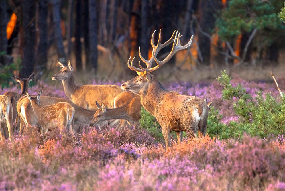 Nationaal Park De Hoge Veluwe