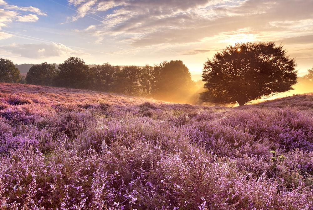 Posbank, Veluwe