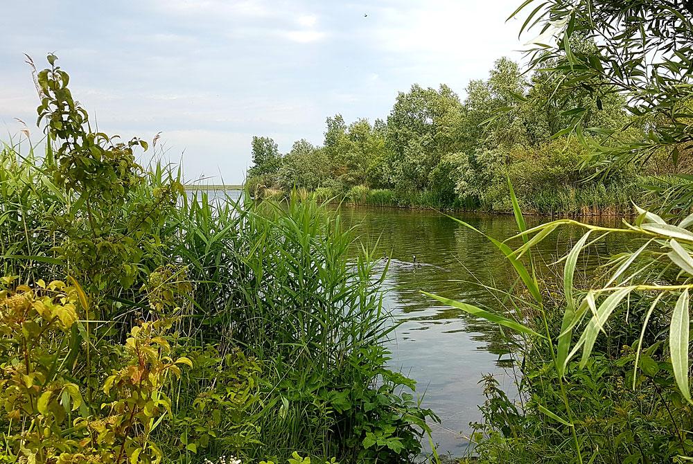 Waterrijk Oesterdam natuur