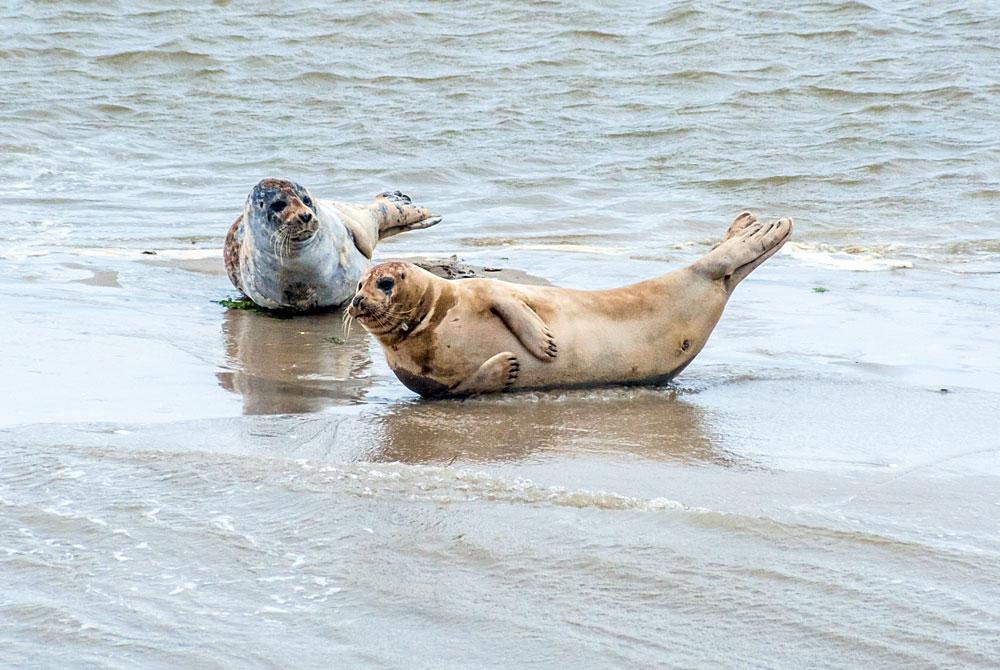 Zeehonden, Ameland