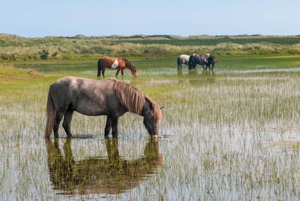 Wilde paarden, Ameland