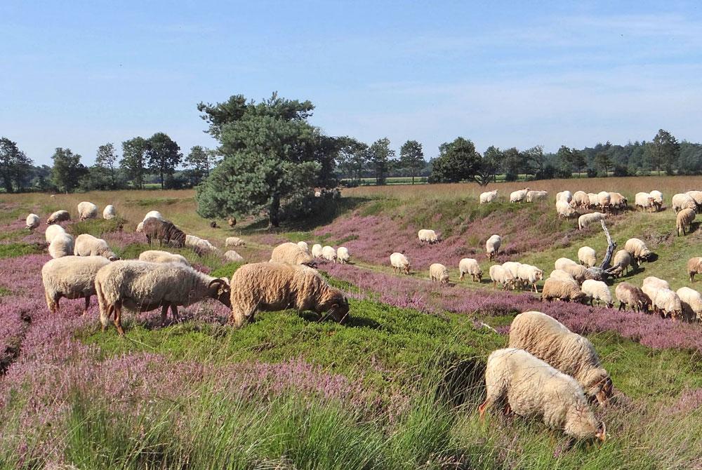Bakkeveense Duinen, Friesland