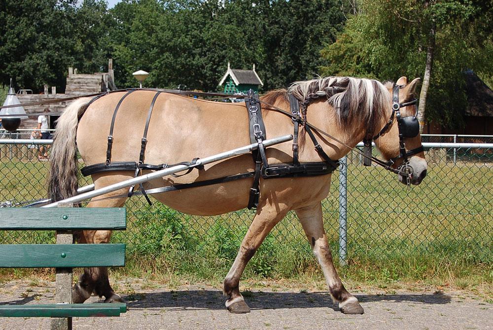 Kinderboerderij de Naturij – Drachten, Friesland
