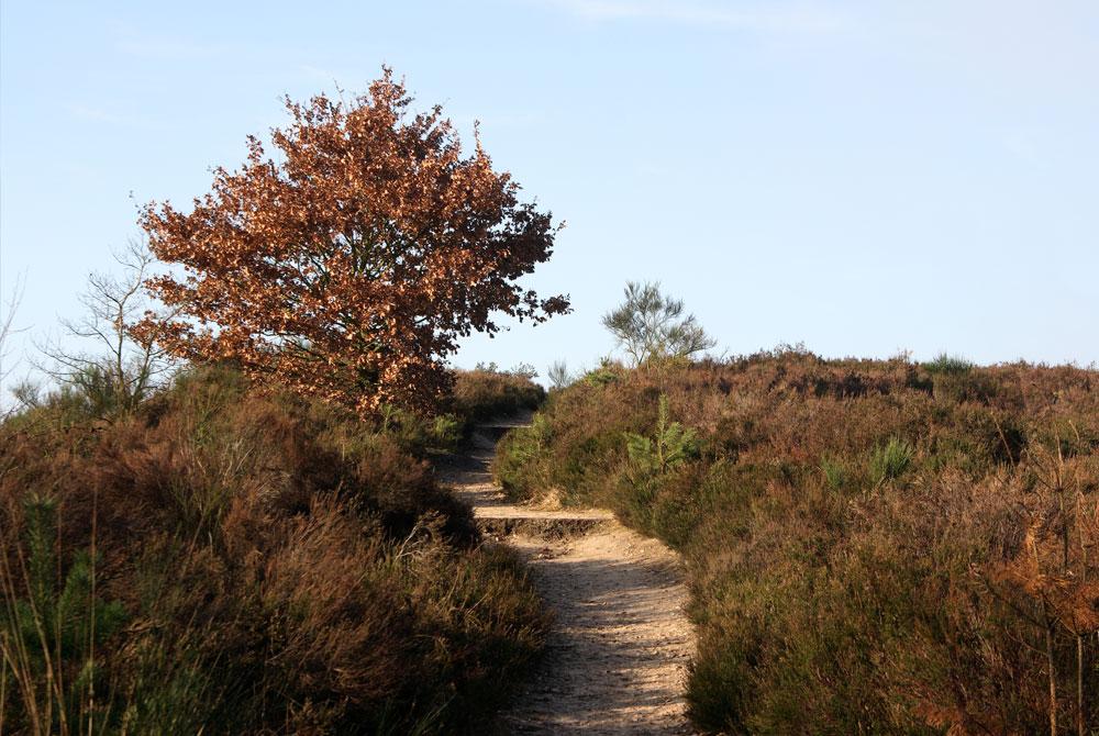 Nationaal Park Hoge Kempen