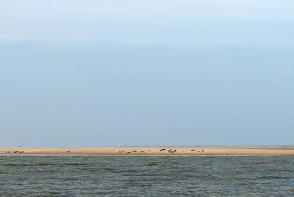 Zeehonden