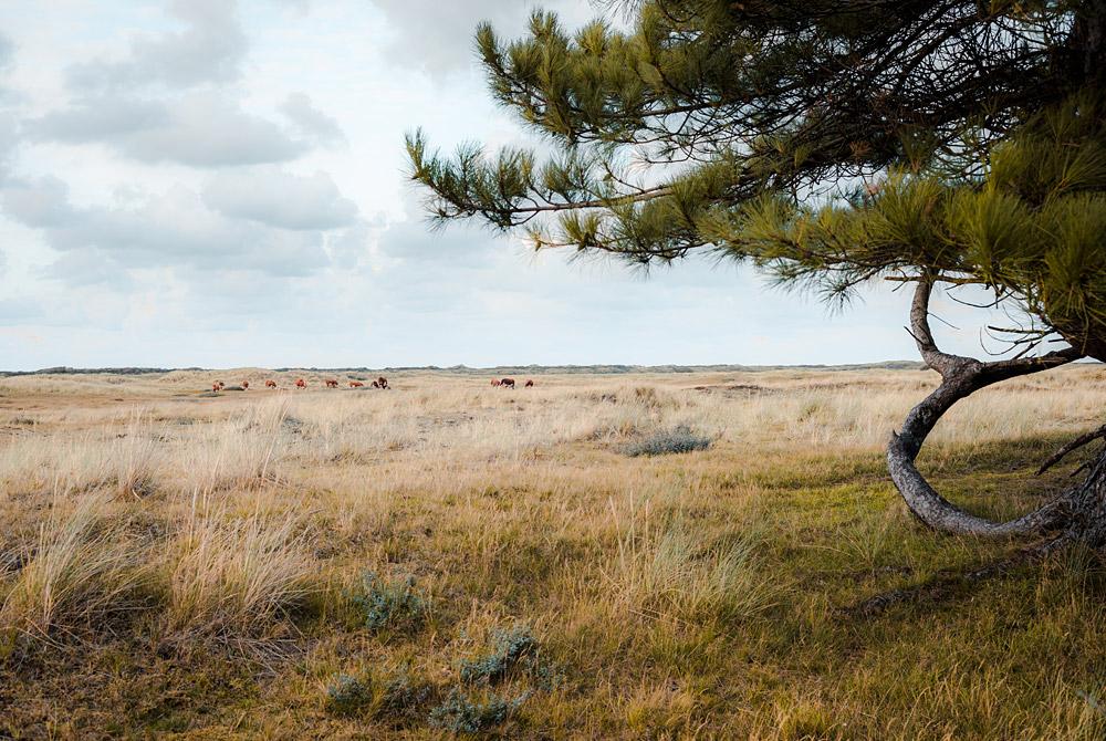 De mooie natuur van Ameland, Roompot Vakantiepark Boomhiemke