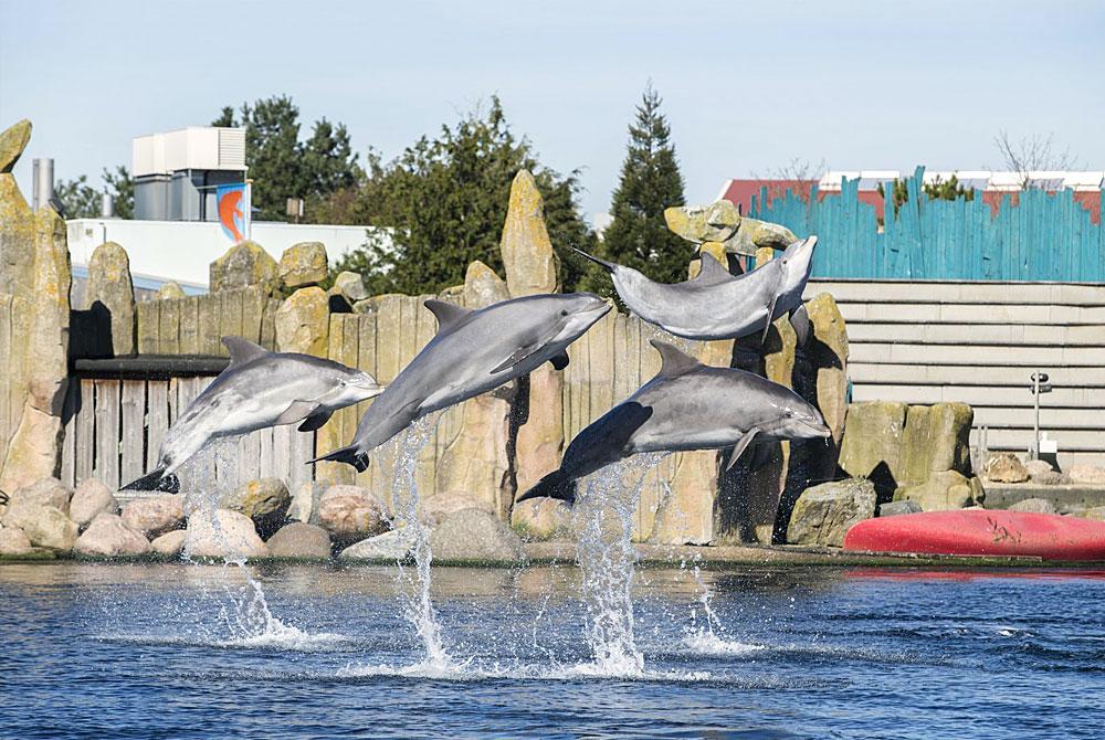 Dolfinarium, Landal Waterparc Veluwemeer
