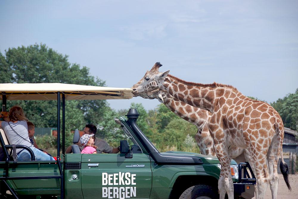 Safaripark Beekse Bergen, Landal Kaatsheuvel