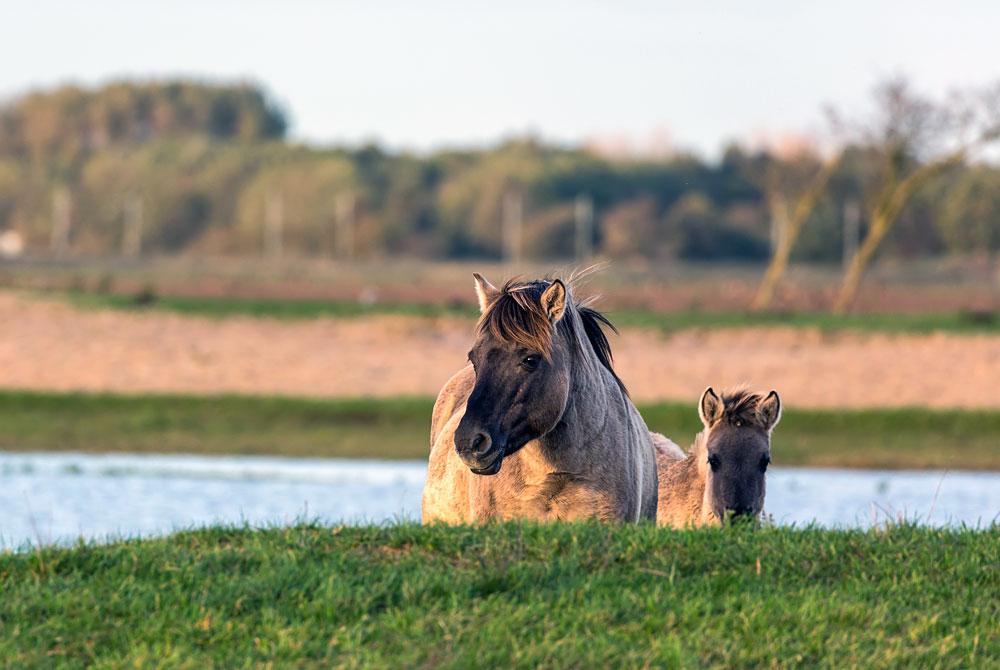 Oostvaardersplassen