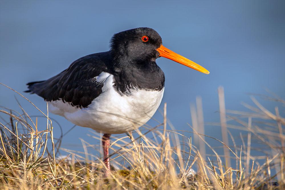 Nationaal Park Lauwersmeer