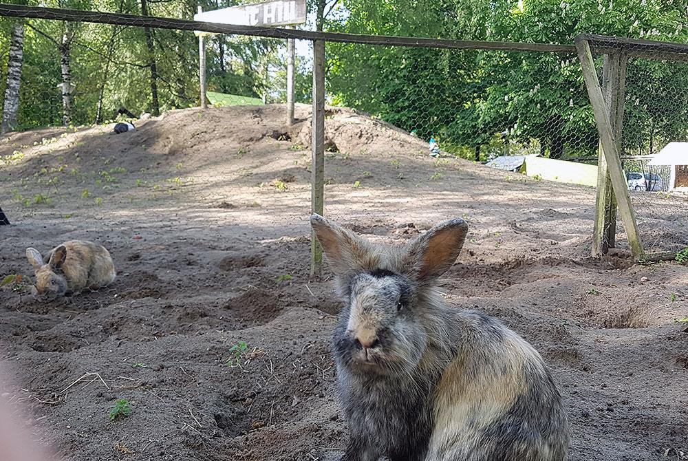 Konijnenheuvel op Landal Rabbit Hill